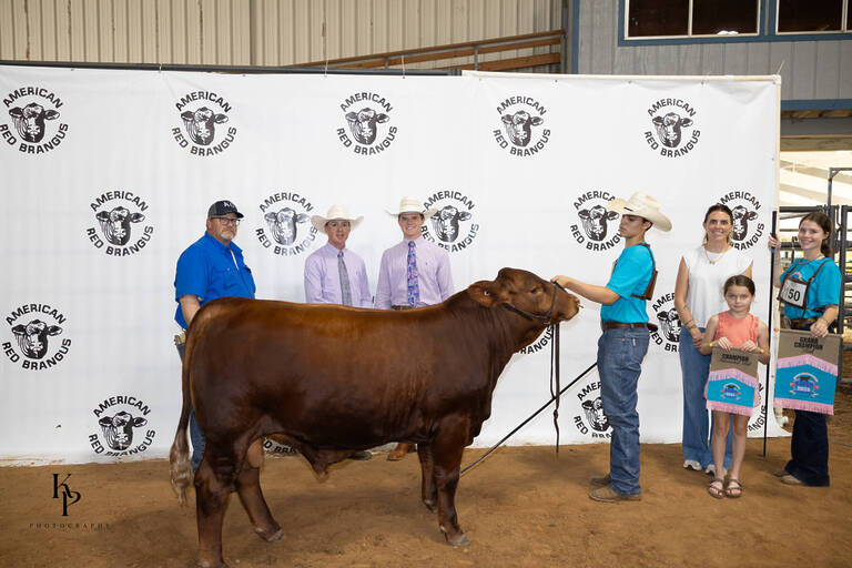 Champion Bull Champion Bull